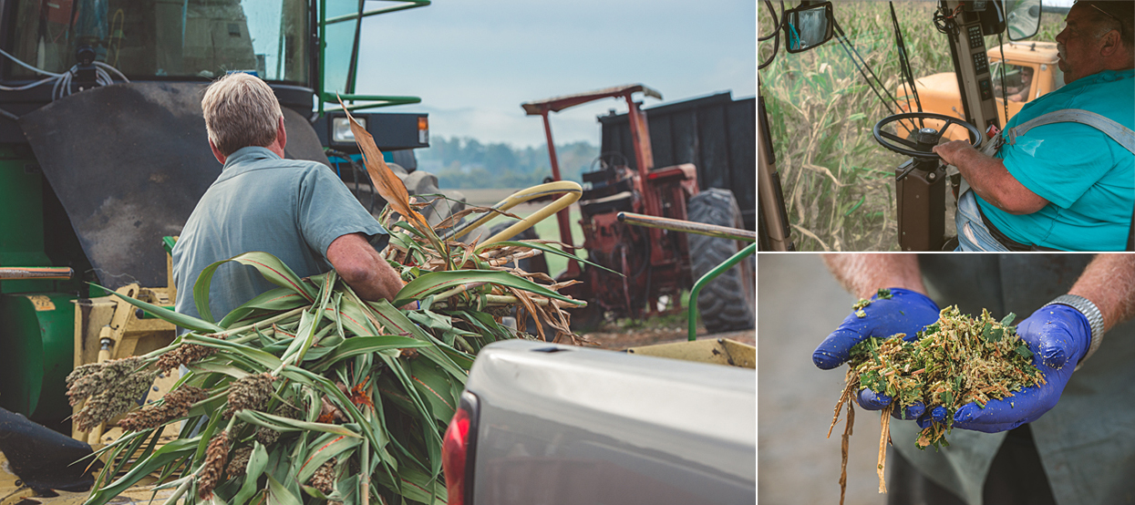 Clockwise: Don hand inspecting some of the feed. Harvesting the feed crop. Sweet yummy sorgum.