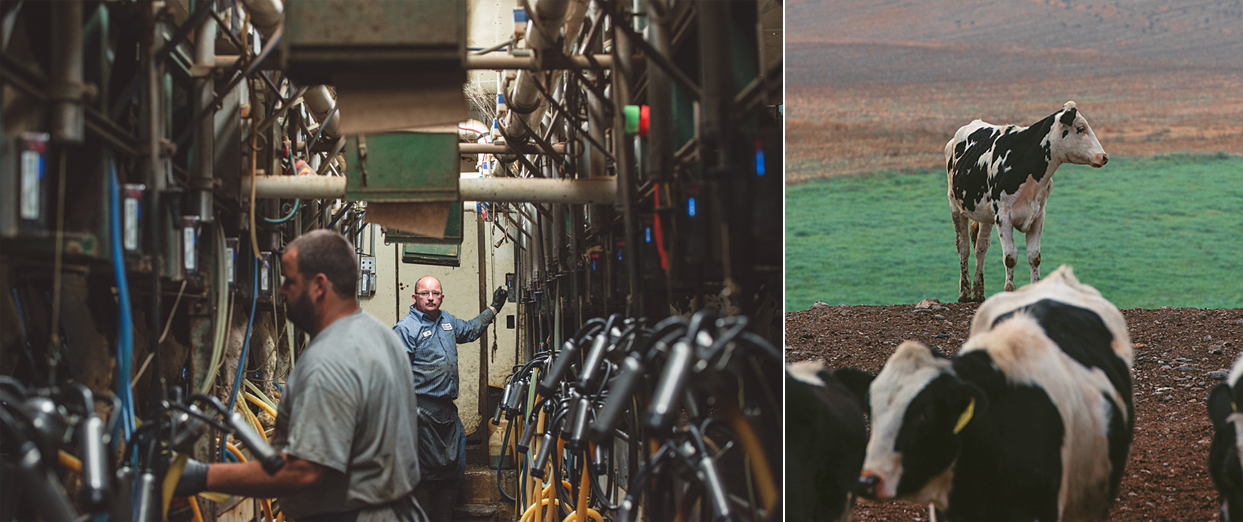 Left: Tony in the milking parlor surrounded by cows and robots. Right: getting some prairie time.
