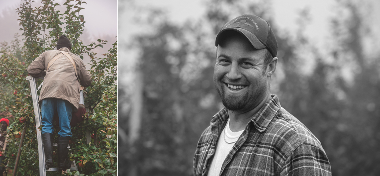 Left to right: Hand picking from a ladder. Silas Clark.