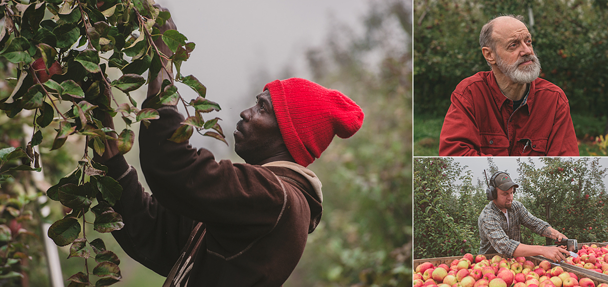 Clockwise from the left: The ripe ones are the good ones. Aaron in the fields. Silas marking some Honey Crisps.