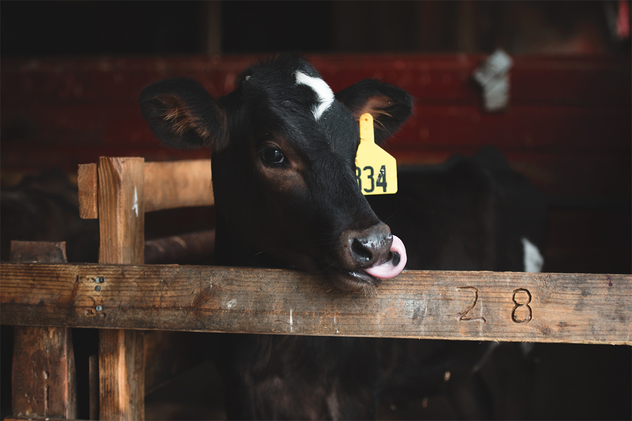 Welcome to the family: one of the calfs in the barn.