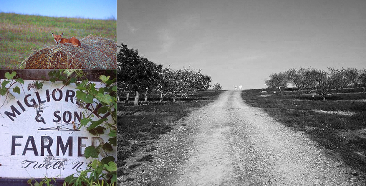 Clockwise from top left: A local sentinel keeping watch. Heading up through the apple fields. One of the original signs from 19xx