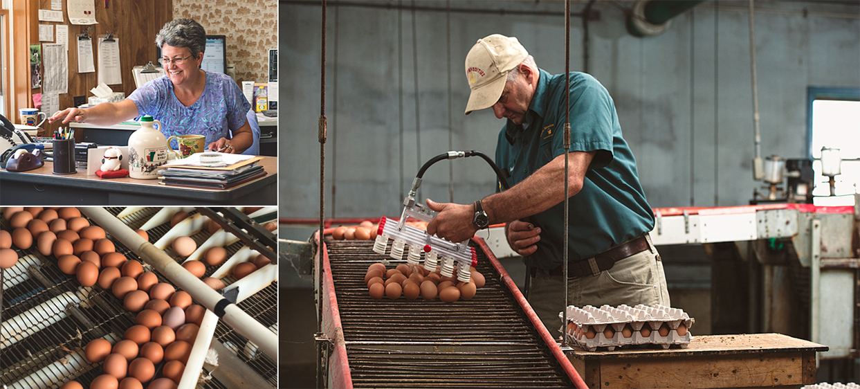 Clockwise from the top: Jackie in the office. George in the other office. Freshly layed and being sorted.