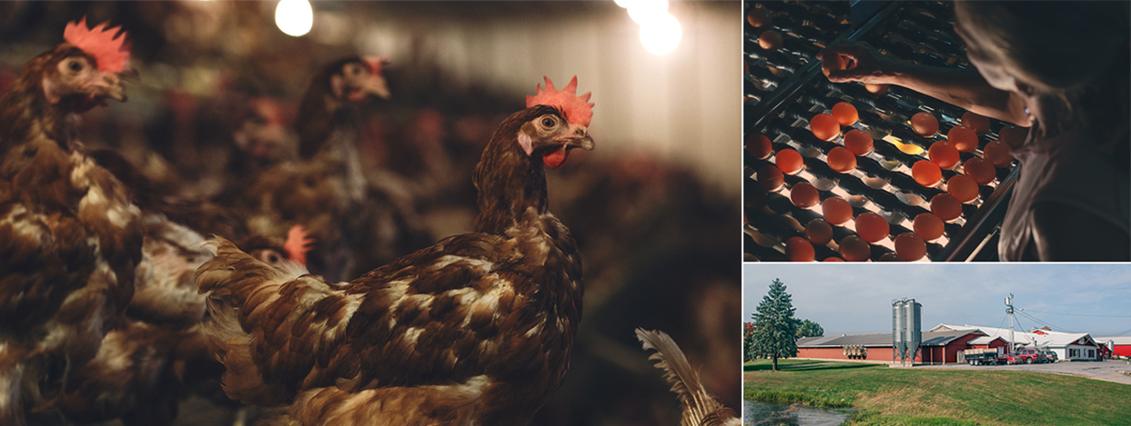 Clockwise from the left: Rhode Island Reds strutting their stuff. Inspecting the goods. Oyster shell silos outside the farm.