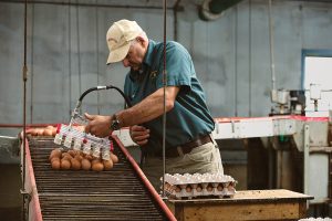 egg production - Five Acre Farms