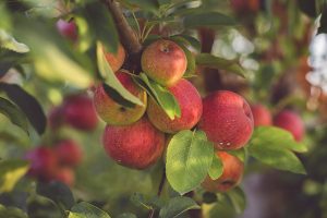 Five Acre Farms Apples
