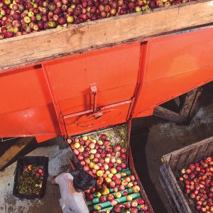 Apple Cider Pressing - Five Acre Farms