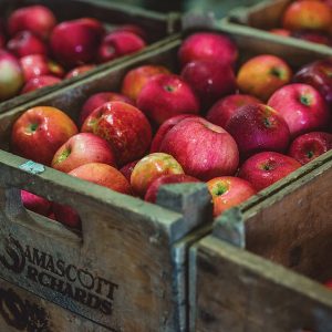 Bins of fresh apples - Five Acre Farms