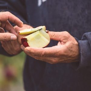 Apple Tasting - Five Acre Farms