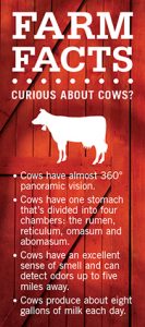 Farm Facts: Curious About Cows?