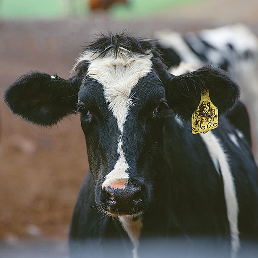 Dairy Cow - Five Acre Farms