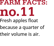 fresh apples float in water