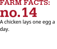 A chicken lays one egg per day