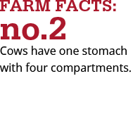 cows have one stomach with four compartments