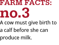 a cow must give birth to a calf before she can produce milk