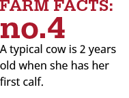 cows have their first calf at age 2