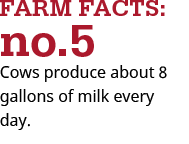 cows produce 8 gallons of milk per day