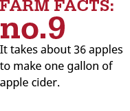 36 apples in a gallon of cider