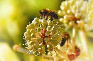 Honeybee pollenating flower